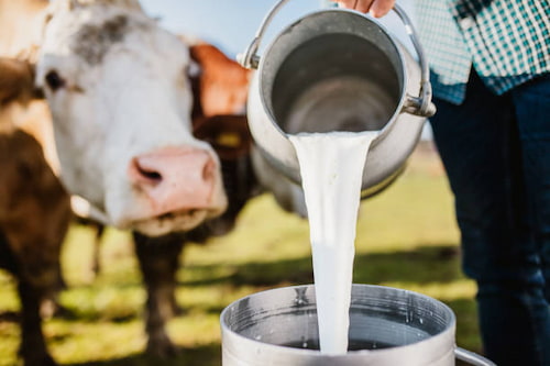 تصویر 3 از قیمت دوغ فیروزکوه با کیفیت ارزان + خرید عمده